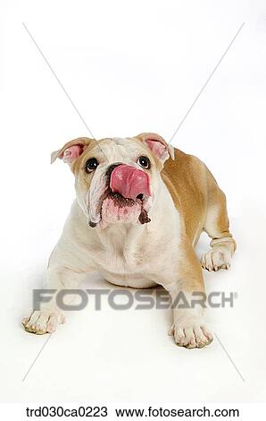 Stock Image - Bulldog. Fotosearch