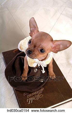 Chihuahua View Large Photo Image Picture - Chihuahua. Fotosearch