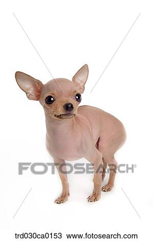 Chihuahua View Large Photo Image Stock Image - Chihuahua. Fotosearch
