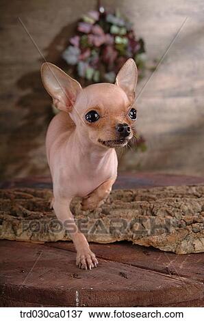 Stock Photo - Chihuahua. Fotosearch