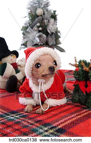 Stock Photo - Chihuahua. Fotosearch