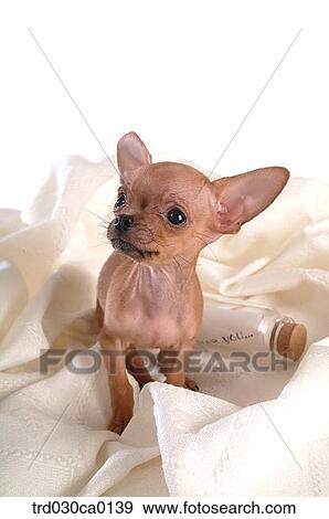 Chihuahua View Large Photo Image Stock Photo - Chihuahua. Fotosearch