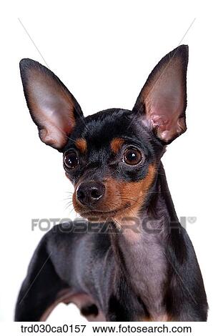 Stock Photo - Chihuahua. Fotosearch