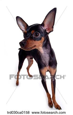 Chihuahua View Large Photo Image Stock Photo - Chihuahua. Fotosearch