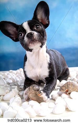 French Bulldog View Large Photo Image Stock Image - French Bulldog. Fotosearch
