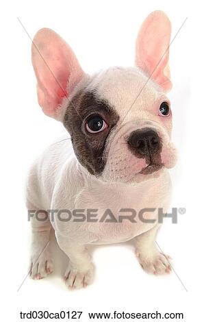 Stock Photo - French Bulldog. Fotosearch