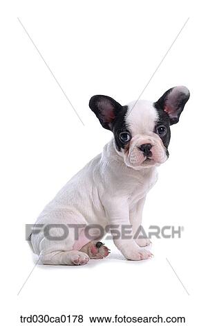 French Bulldog View Large Photo Image Stock Photo - French Bulldog. Fotosearch