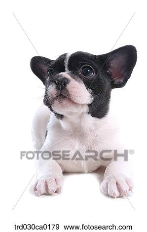 Stock Photo - French Bulldog. Fotosearch