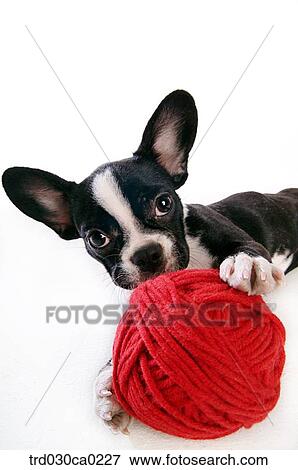 French Bulldog View Large Photo Image Stock Photo - French Bulldog. Fotosearch