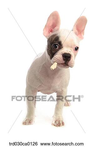 French Bulldog View Large Photo Image Stock Photograph - French Bulldog. Fotosearch