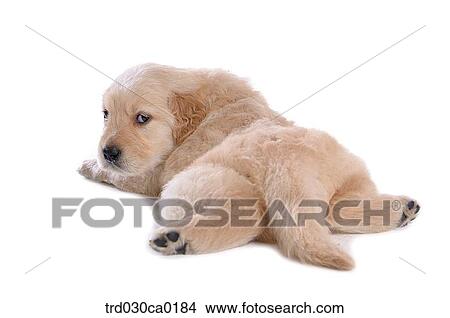 Golden Retriever View Large Photo Image Picture - Golden Retriever. Fotosearch
