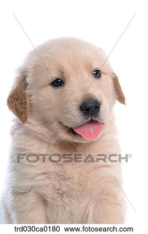 Golden Retriever View Large Photo Image Stock Image - Golden Retriever. Fotosearch