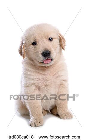 Stock Image - Golden Retriever. Fotosearch