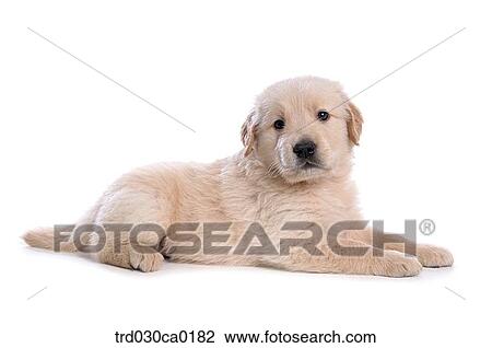 Golden Retriever View Large Photo Image Stock Image - Golden Retriever. Fotosearch