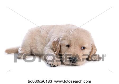 Golden Retriever View Large Photo Image Stock Image - Golden Retriever. Fotosearch