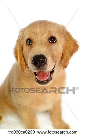 Golden Retriever View Large Photo Image Stock Image - Golden Retriever. Fotosearch