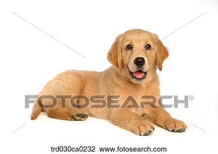 Golden Retriever View Large Photo Image Stock Image - Golden Retriever. Fotosearch