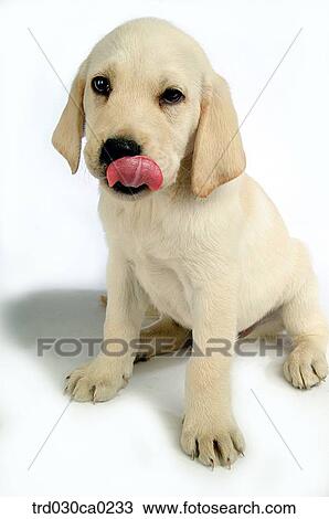 Stock Image - Golden Retriever. Fotosearch