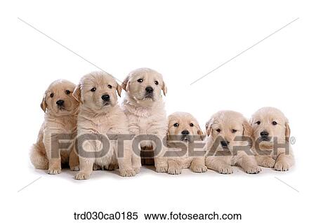 Golden Retriever View Large Photo Image Stock Photography - Golden Retriever. Fotosearch