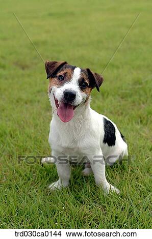 Jack Russell Terrier View Large Photo Image Picture - Jack Russell Terrier. Fotosearch