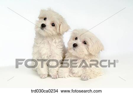 Maltese View Large Photo Image Picture - Maltese. Fotosearch