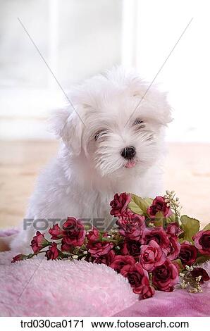 Stock Image - Maltese. Fotosearch