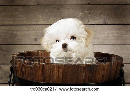 Maltese View Large Photo Image Stock Photo - Maltese. Fotosearch