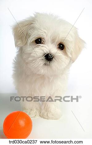 Maltese View Large Photo Image Stock Photo - Maltese. Fotosearch
