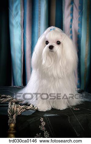 Maltese View Large Photo Image Stock Photograph - Maltese. Fotosearch