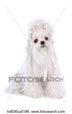 Maltese View Large Photo Image Stock Photograph - Maltese. Fotosearch