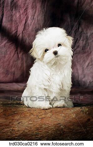 Maltese View Large Photo Image Stock Photograph - Maltese. Fotosearch