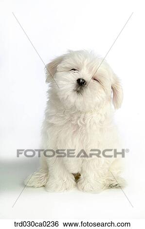 Stock Photograph - Maltese. Fotosearch
