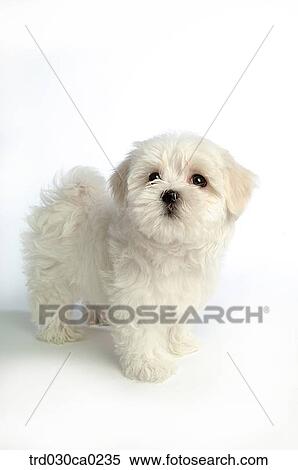 Maltese View Large Photo Image Stock Photography - Maltese. Fotosearch