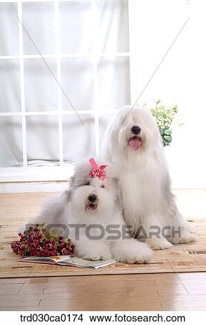 Old English Sheepdog View Large Photo Image Picture - Old English Sheepdog. Fotosearch