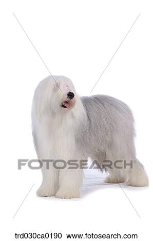 Old English Sheepdog View Large Photo Image Stock Image - Old English Sheepdog. Fotosearch