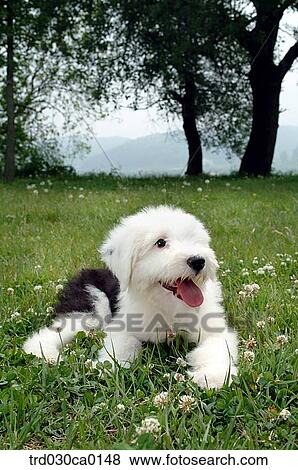 Stock Photo - Old English Sheepdog. Fotosearch