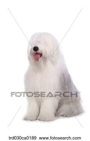 Old English Sheepdog View Large Photo Image Stock Photo - Old English Sheepdog. Fotosearch