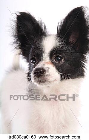 Papillon View Large Photo Image Stock Image - Papillon. Fotosearch