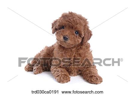 Poodle View Large Photo Image Stock Image - Poodle. Fotosearch