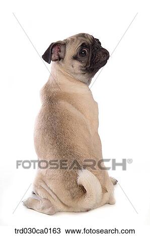 Stock Image - Pug. Fotosearch