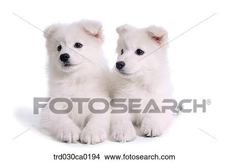 Samoyed View Large Photo Image Picture - Samoyed. Fotosearch