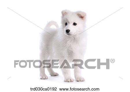 Samoyed View Large Photo Image Stock Image - Samoyed. Fotosearch
