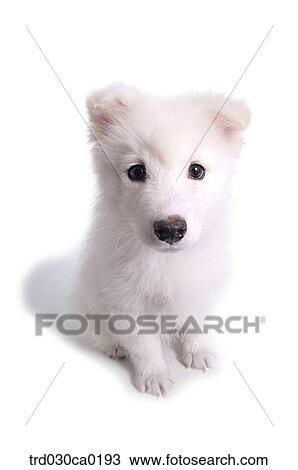 Stock Image - Samoyed. Fotosearch