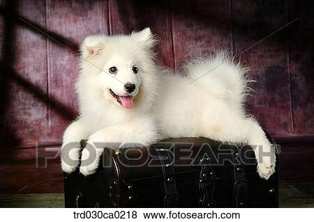 Samoyed View Large Photo Image Stock Photo - Samoyed. Fotosearch