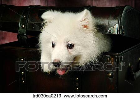Samoyed View Large Photo Image Stock Photo - Samoyed. Fotosearch