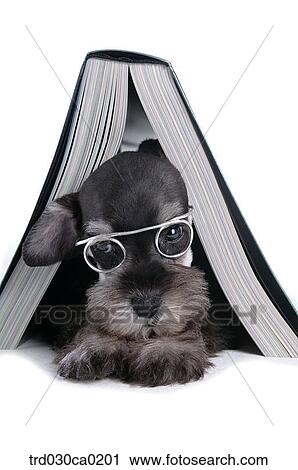 Schnauzer View Large Photo Image Stock Image - Schnauzer. Fotosearch