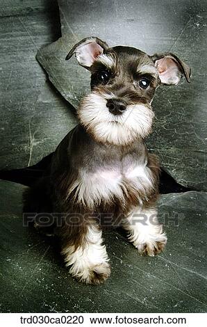 Stock Image - Schnauzer. Fotosearch