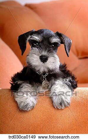 Schnauzer View Large Photo Image Stock Photo - Schnauzer. Fotosearch
