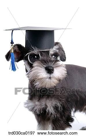 Schnauzer View Large Photo Image Stock Photo - Schnauzer. Fotosearch