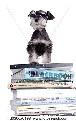 Schnauzer View Large Photo Image Stock Photo - Schnauzer. Fotosearch